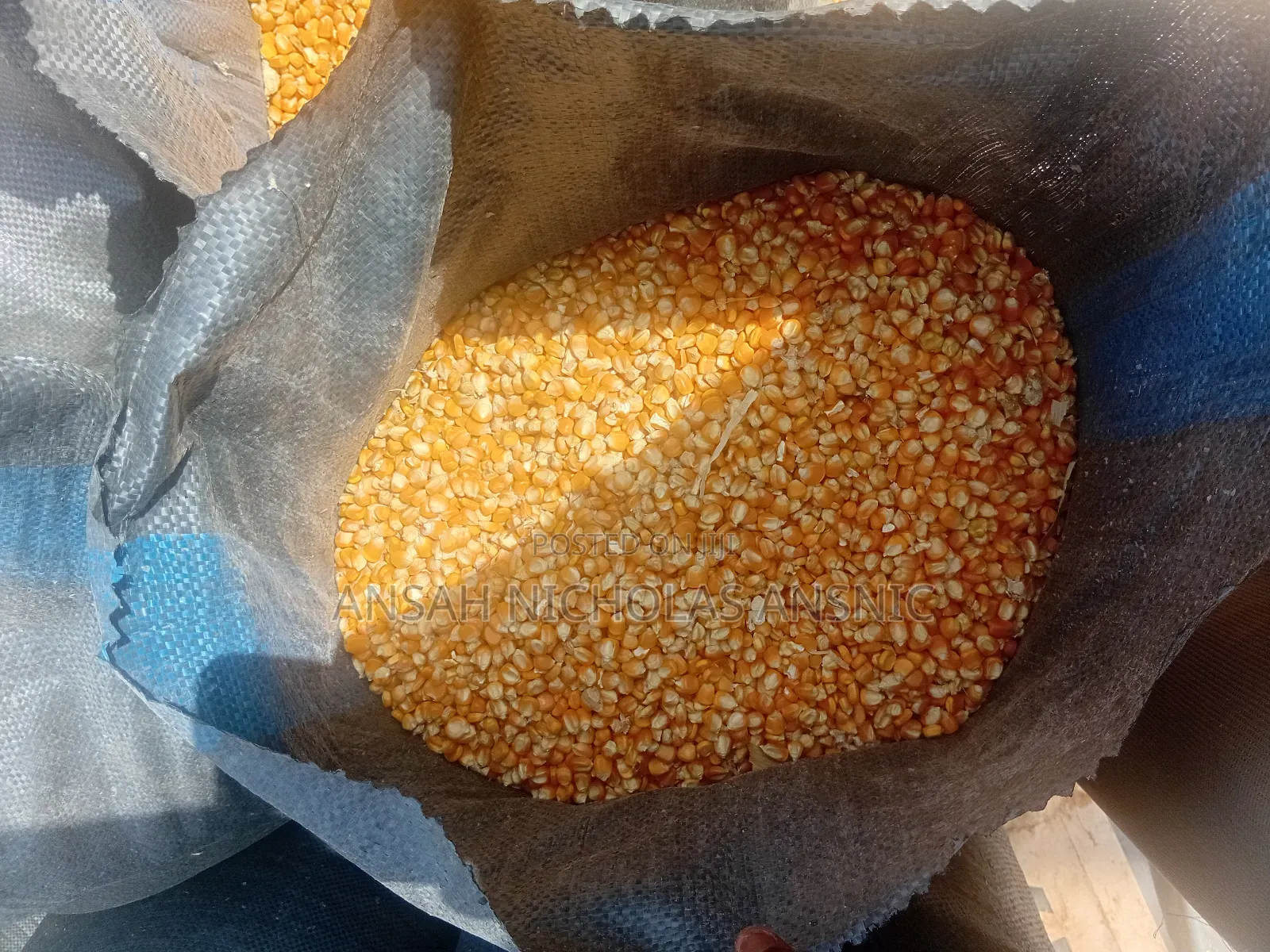 Maize Available for Sale