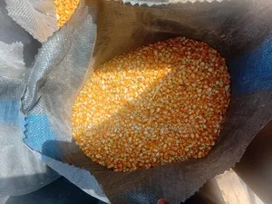 Maize Available for Sale