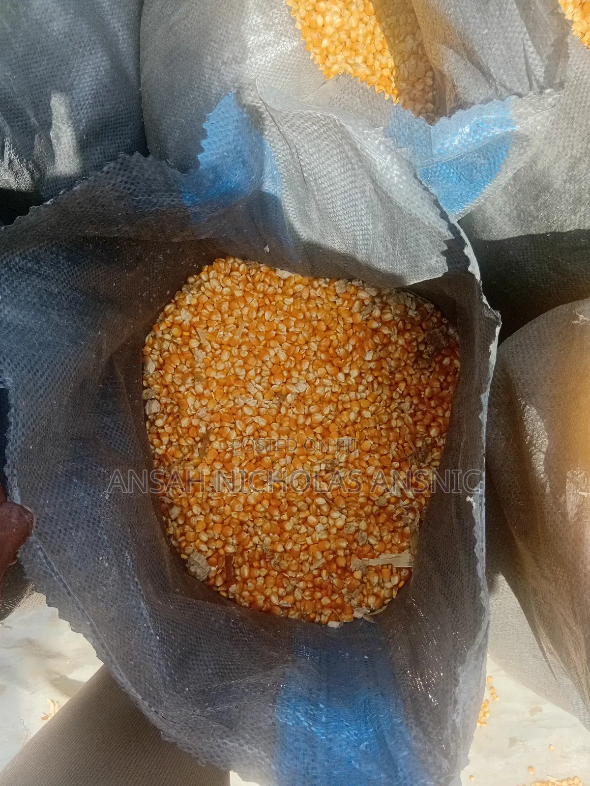 Maize Available for Sale