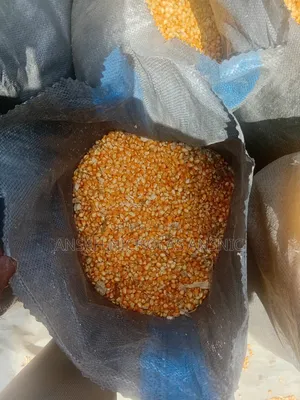 Maize Available for Sale