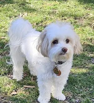3-6 months Male Purebred Maltese