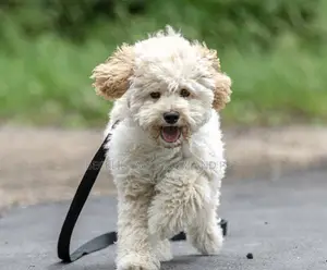 3-6 months Male Purebred Maltese