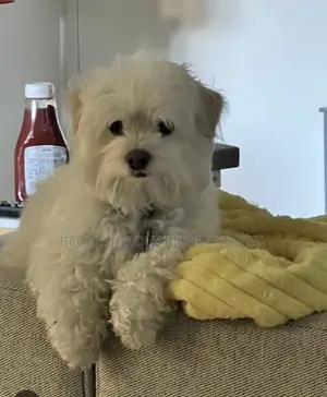3-6 months Male Purebred Maltese