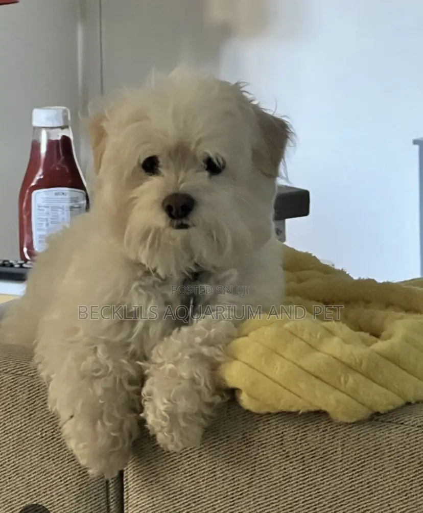 3-6 months Male Purebred Maltese