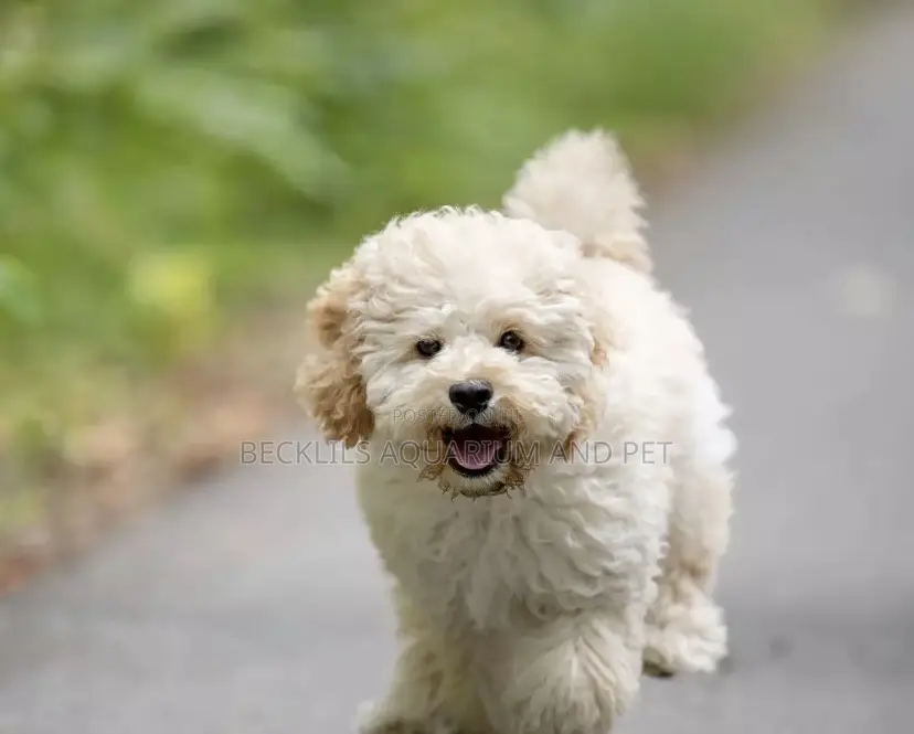 3-6 months Male Purebred Maltese
