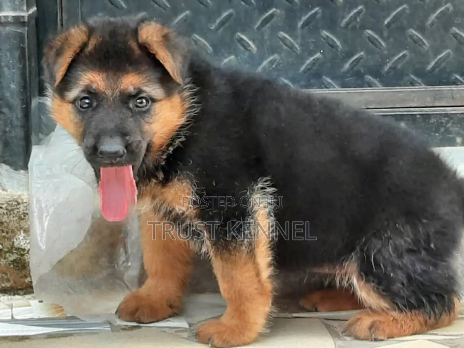 1-3 months Male Purebred German Shepherd