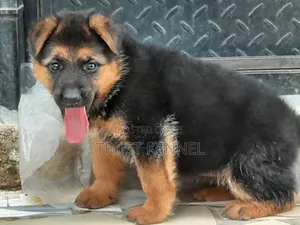 1-3 months Male Purebred German Shepherd