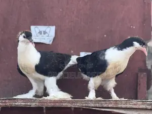 1 Pair of Black White Lahore Pigeons
