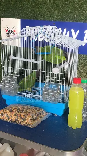 Bird Pets Full Package at Precieux-Pets