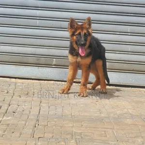 3-6 months Female Purebred German Shepherd
