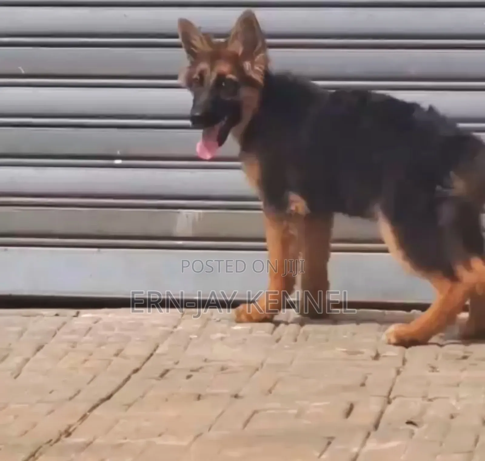 3-6 months Female Purebred German Shepherd