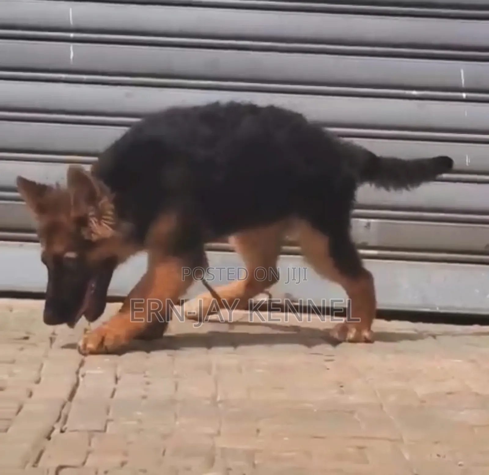 3-6 months Female Purebred German Shepherd