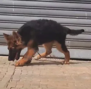 3-6 months Female Purebred German Shepherd