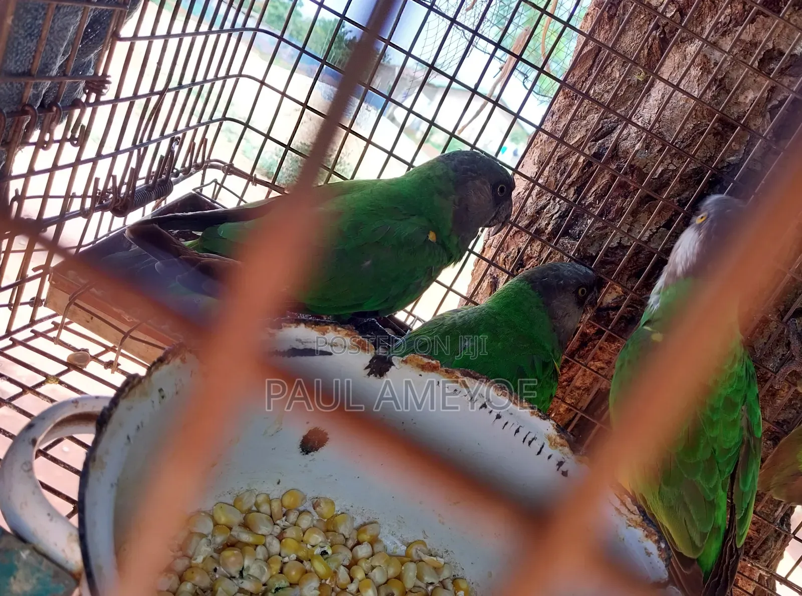 Senegalese Parrots, Long Tails and Love Birds Available