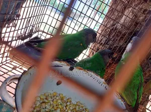 Senegalese Parrots, Long Tails and Love Birds Available