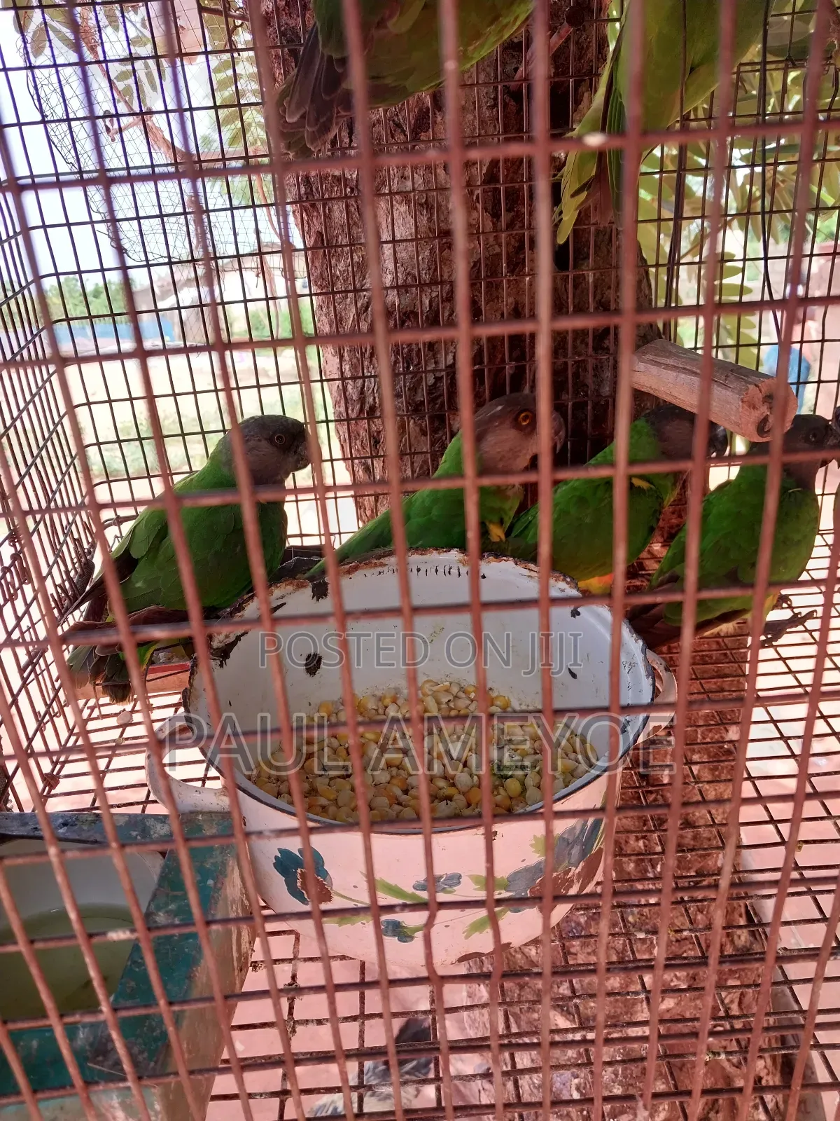 Senegalese Parrots, Long Tails and Love Birds Available