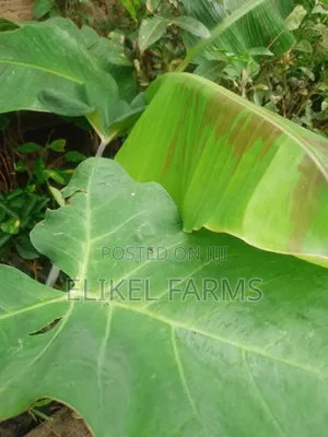 Organic Plantain and Banana Seedlings for Sale.Only Bulk Purchase
