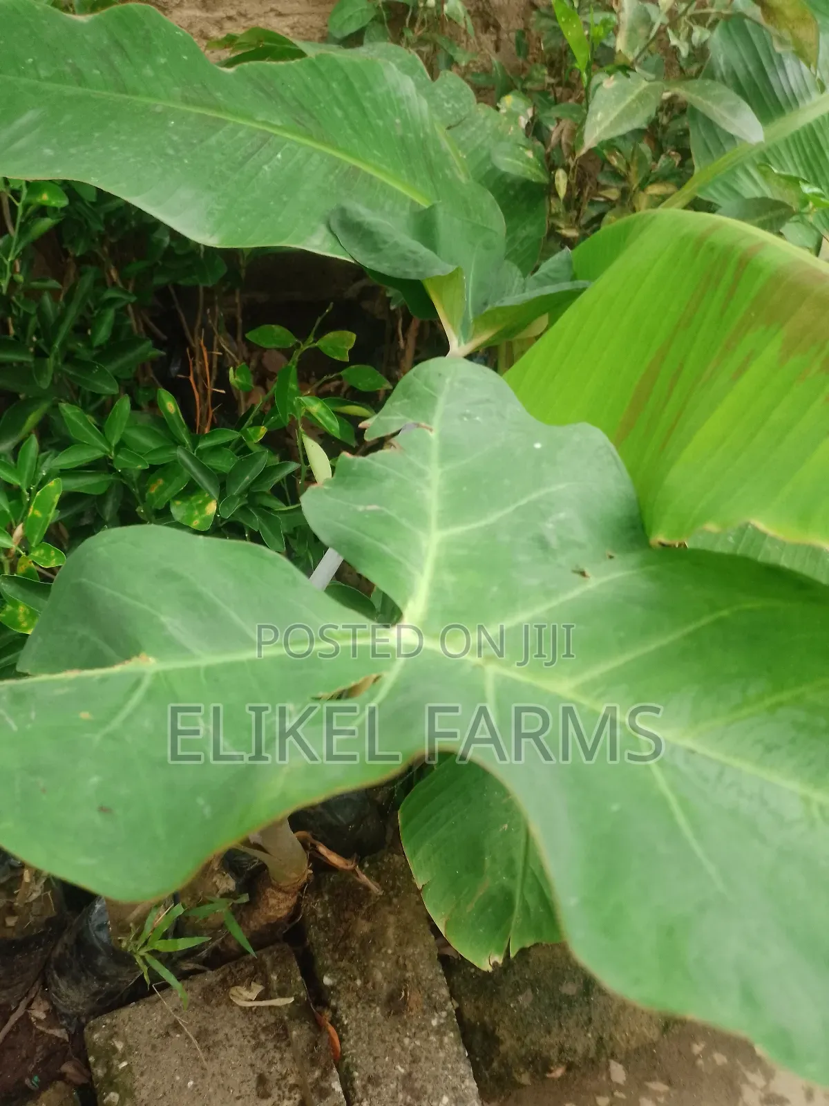 Organic Plantain and Banana Seedlings for Sale.Only Bulk Purchase