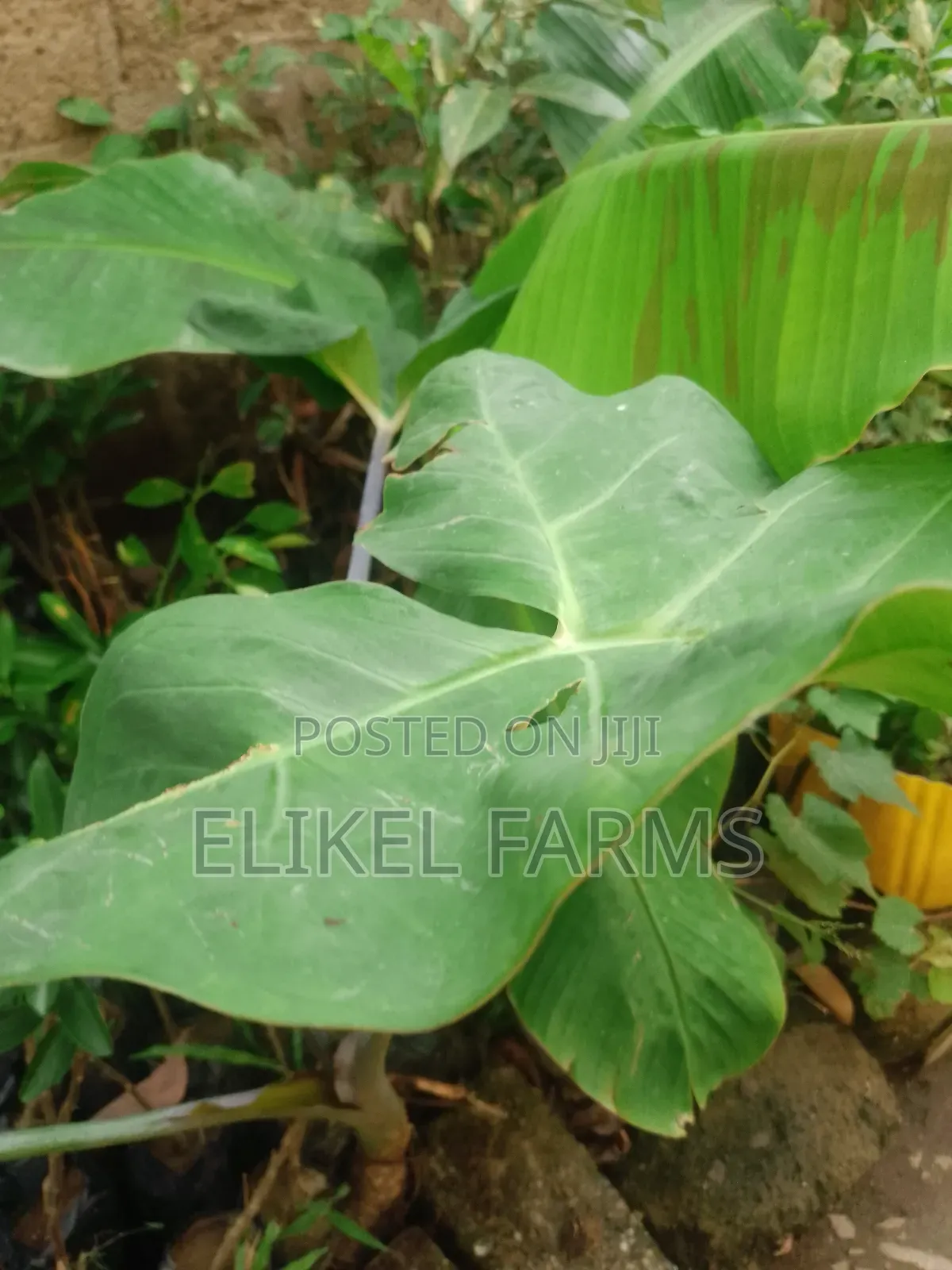 Organic Plantain and Banana Seedlings for Sale.Only Bulk Purchase