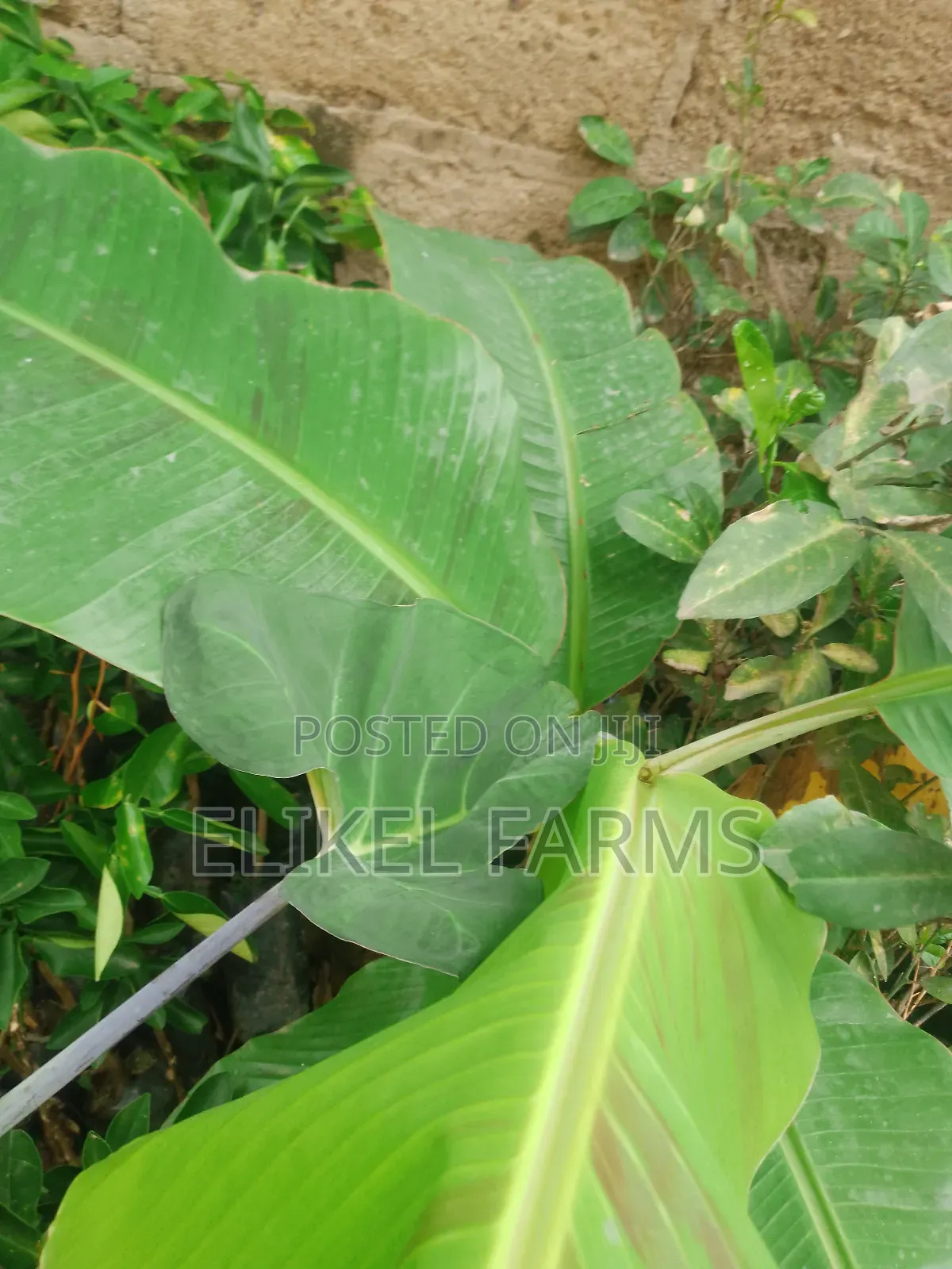 Organic Plantain and Banana Seedlings for Sale.Only Bulk Purchase
