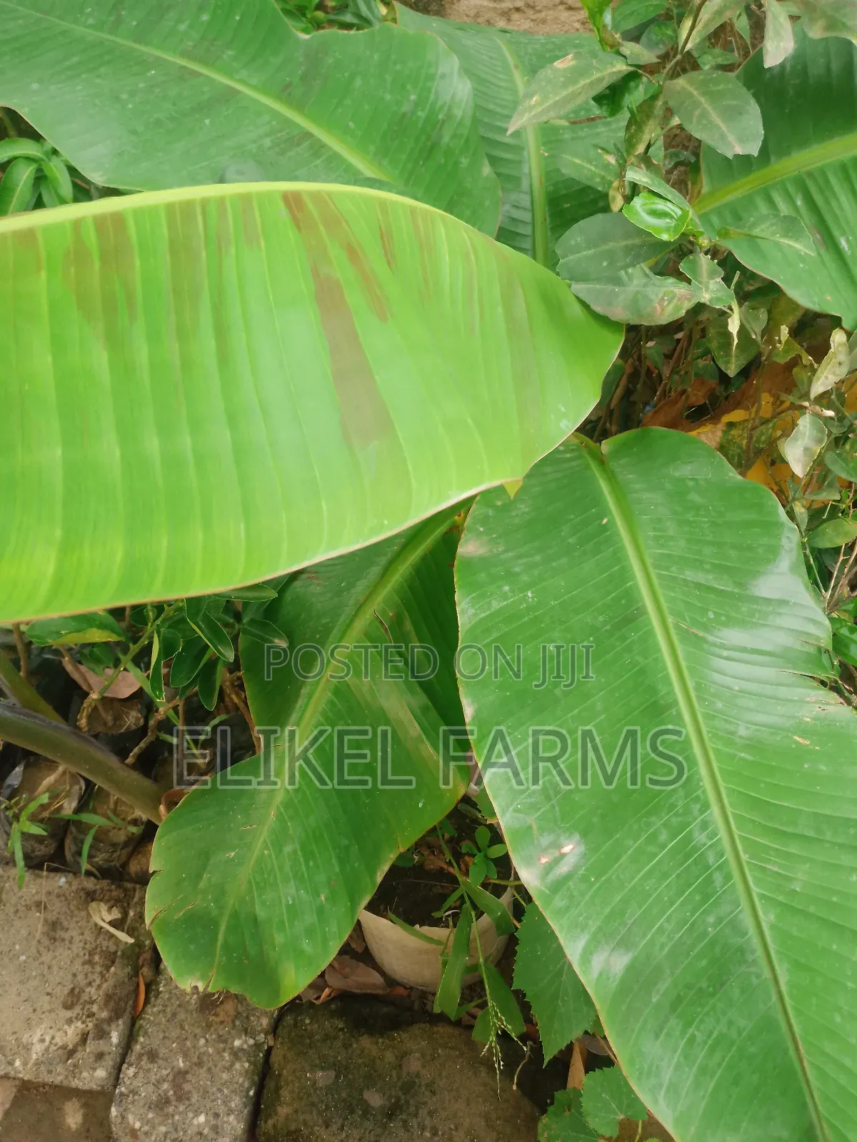 Organic Plantain and Banana Seedlings for Sale.Only Bulk Purchase