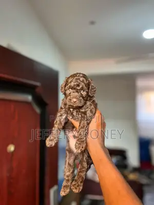 1-3 months Male Purebred Poodle