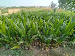 Exotic Hybrid Coconut Seedlings