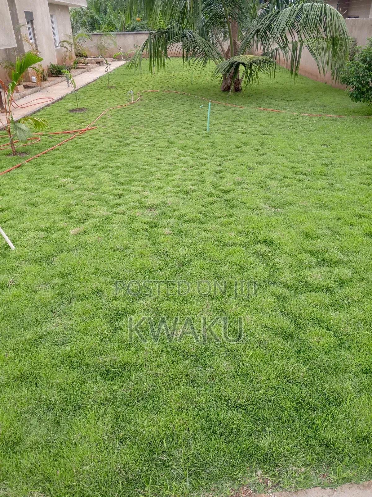 Flowers and Green Grass for Sale