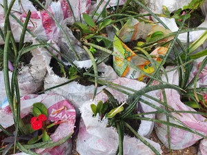 Beauty Queen Flower Services With Cleantex