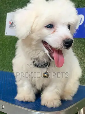 3-6 months Female Purebred Maltipoo