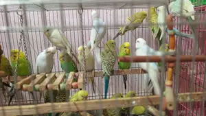 Budgies Birds