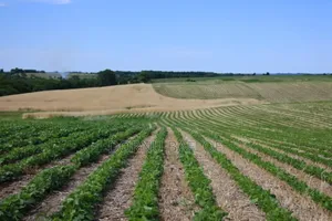 Farm Manager/Agriculture Engineering