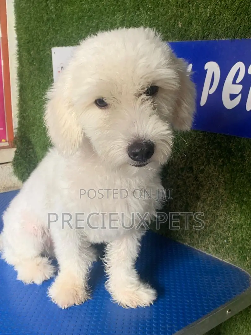 6-12 months Male Purebred Poodle