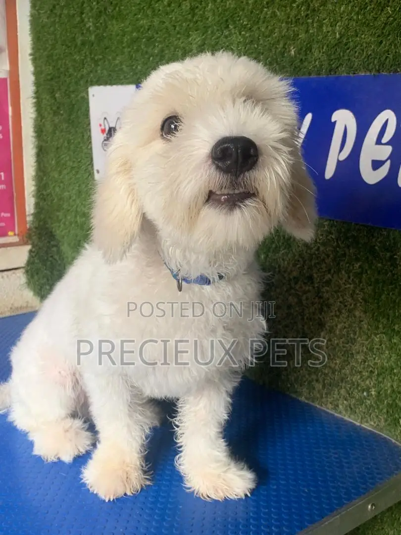 6-12 months Male Purebred Poodle