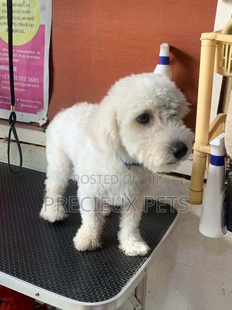 6-12 months Male Purebred Poodle