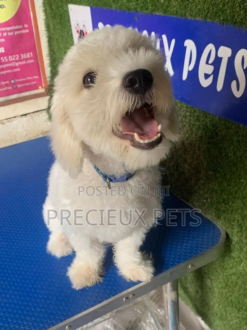 6-12 months Male Purebred Poodle