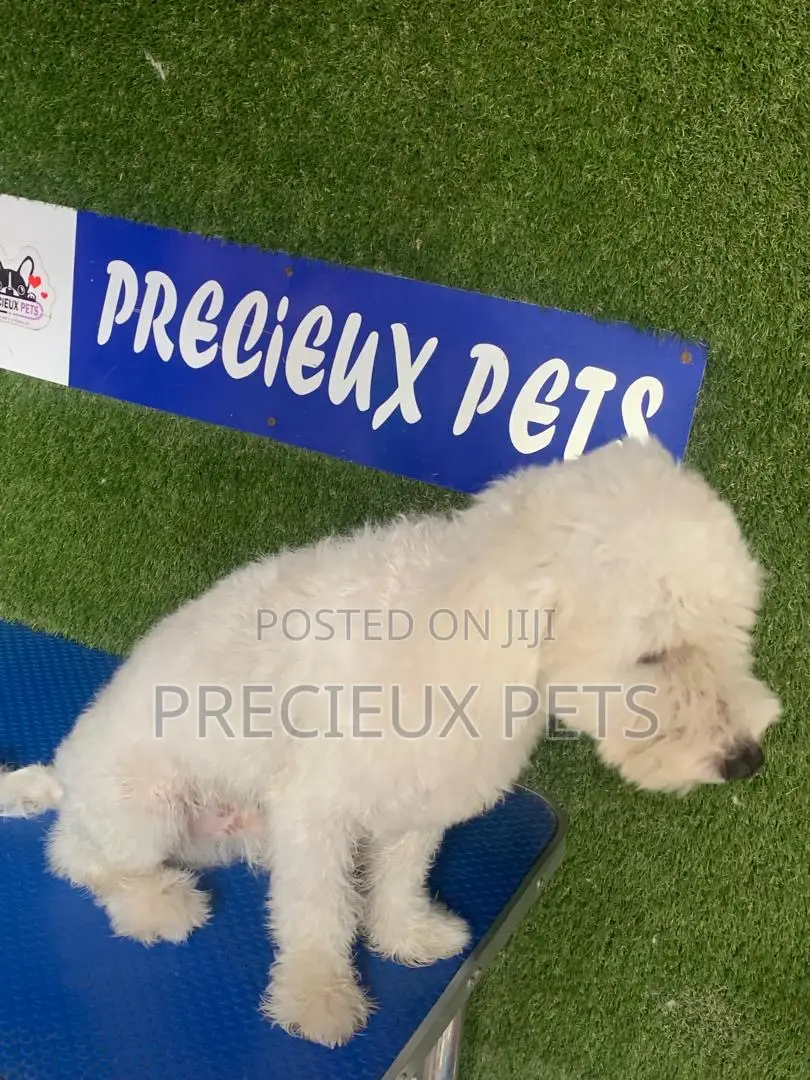 6-12 months Male Purebred Poodle