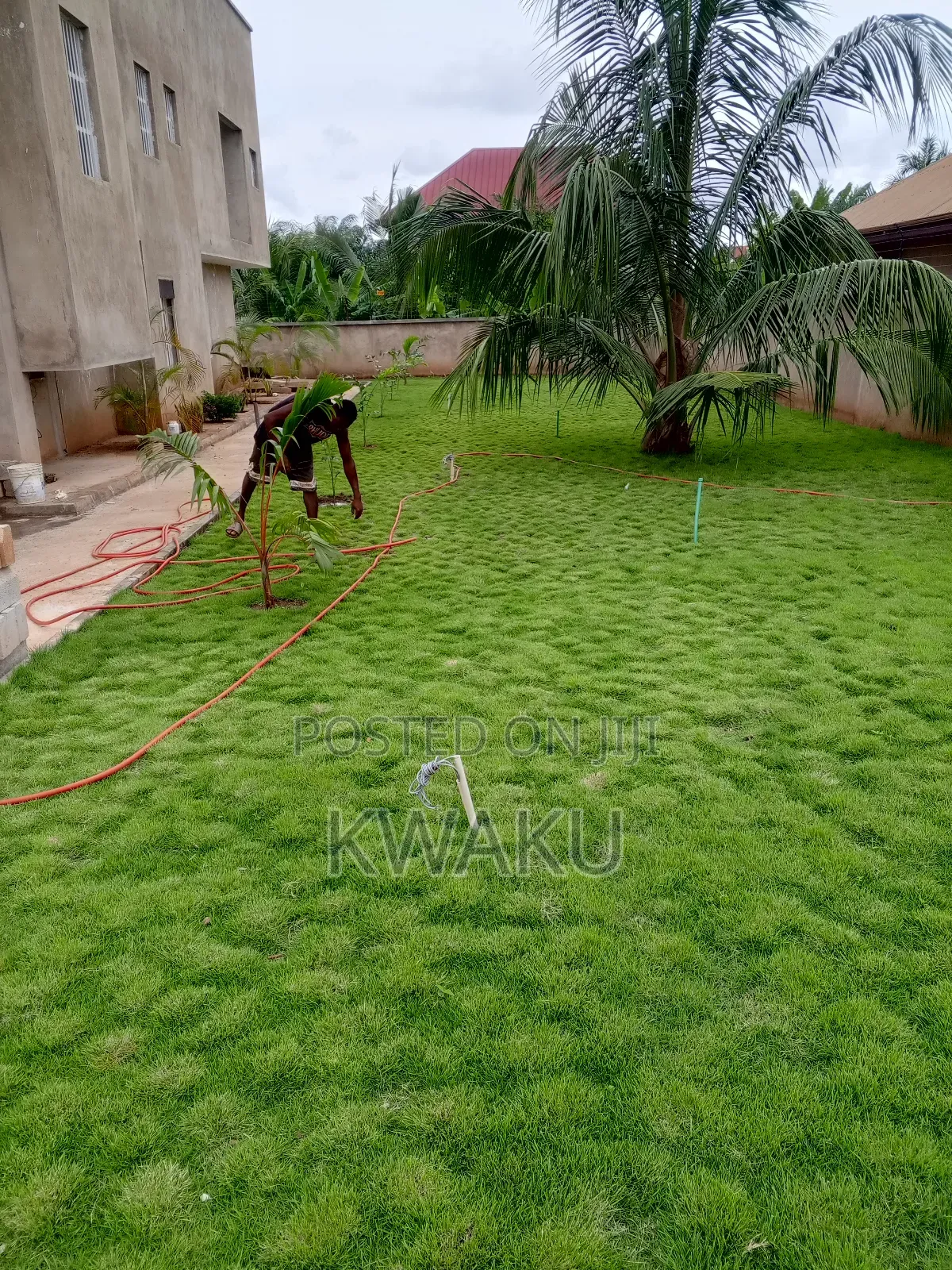Flowers, Green Grass for Sale