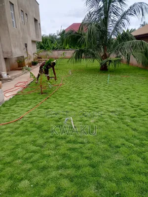 Flowers, Green Grass for Sale