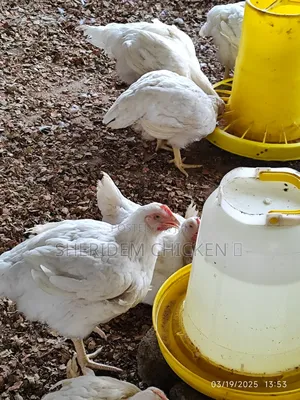 Matured Broilers Hot Sale