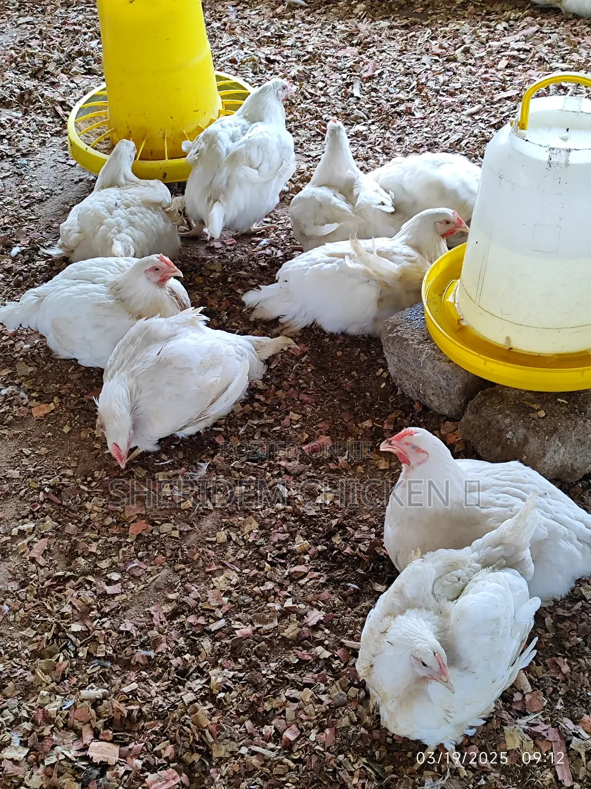 Matured Broilers Hot Sale
