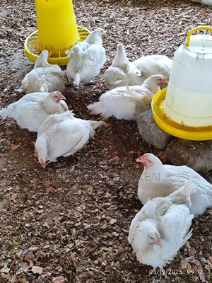 Matured Broilers Hot Sale