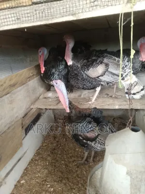 Hybrid Male Turkeys for Sale