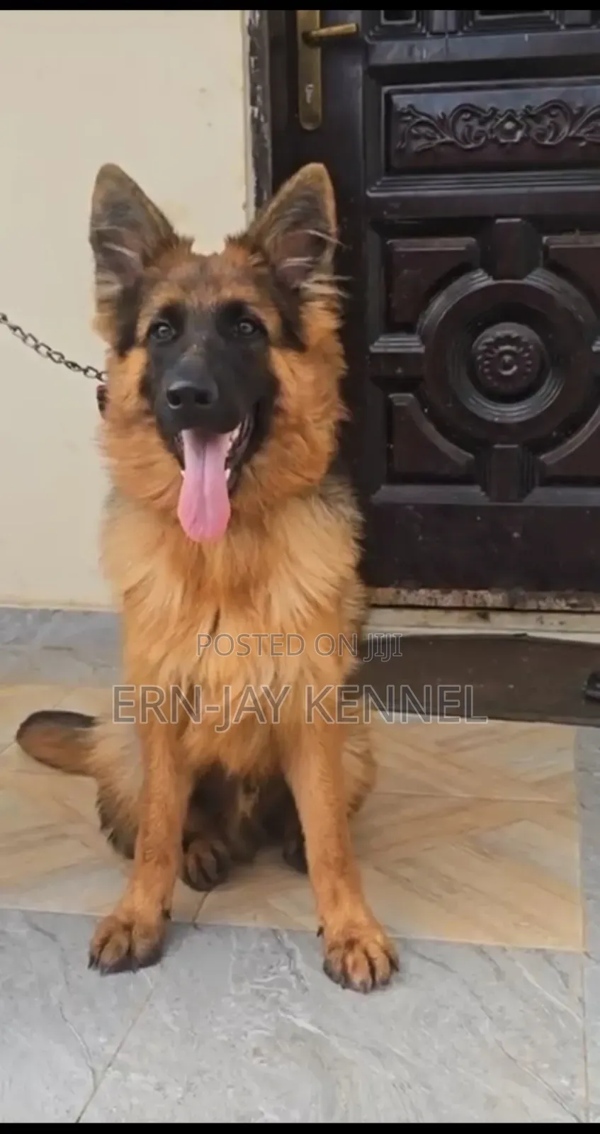6-12 months Female Purebred German Shepherd
