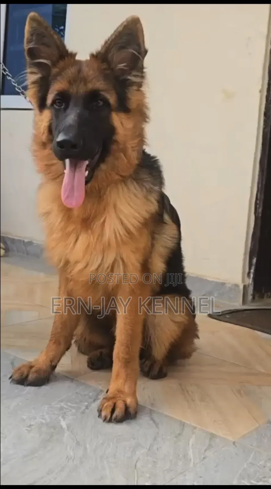 6-12 months Female Purebred German Shepherd