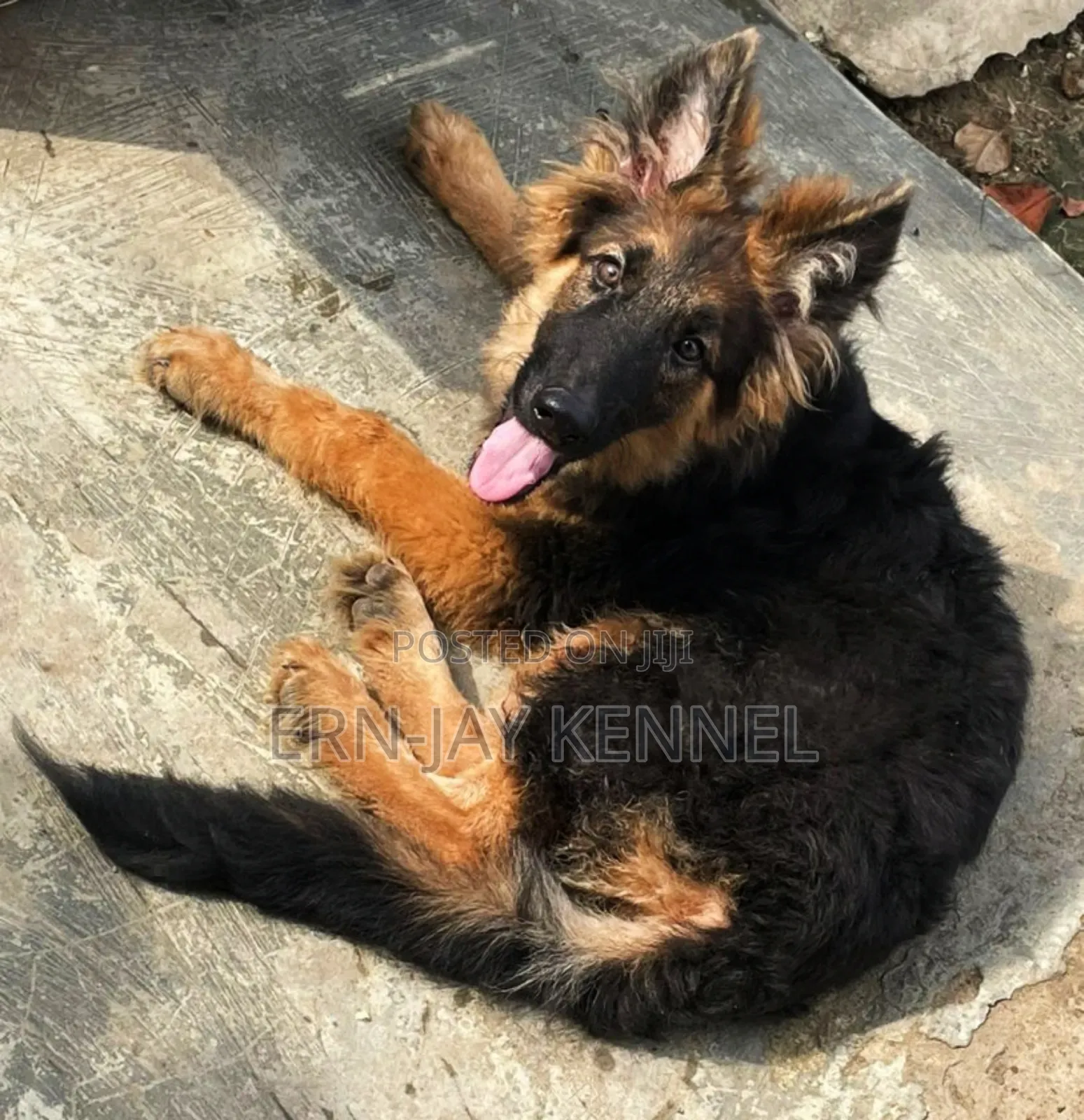 3-6 months Male Purebred German Shepherd