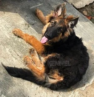 3-6 months Male Purebred German Shepherd