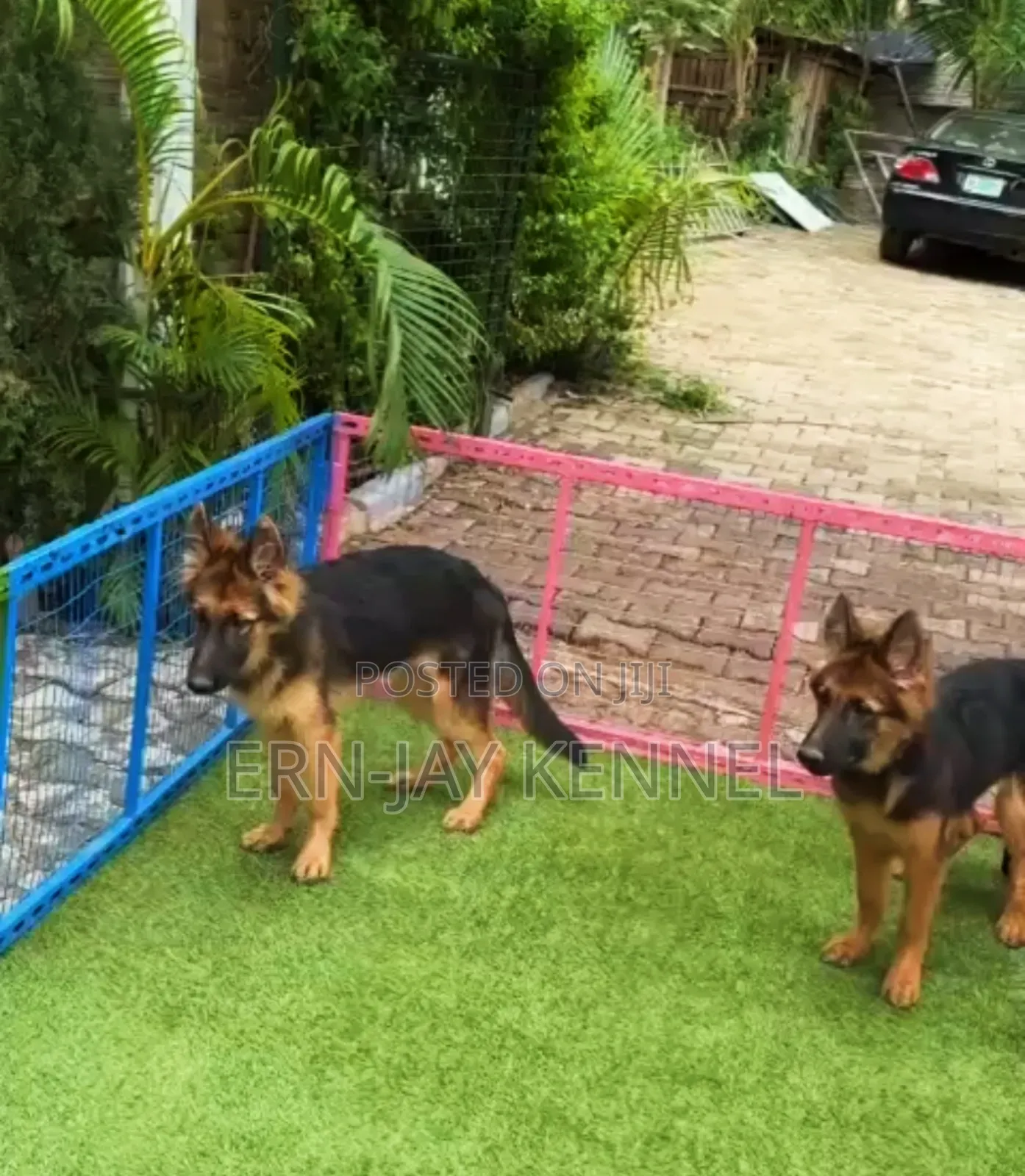 3-6 months Male Purebred German Shepherd