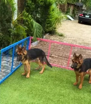 3-6 months Male Purebred German Shepherd