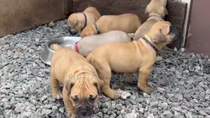 1-3 months Female Purebred Boerboel